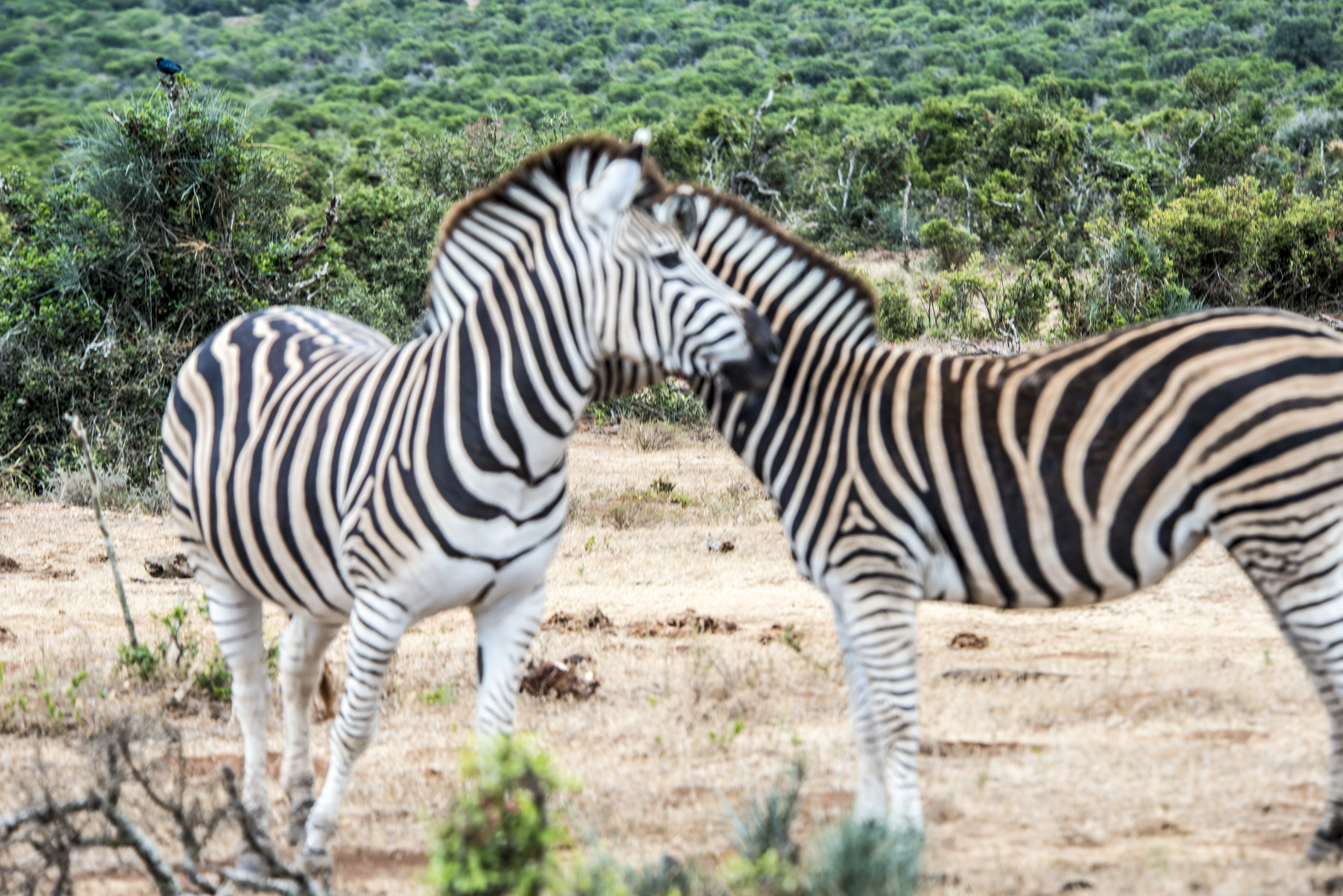 Game Drives While Cruising from Capetown to Mombassi