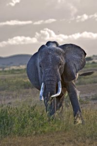 Safari in Kenya & Tanzania (2011)