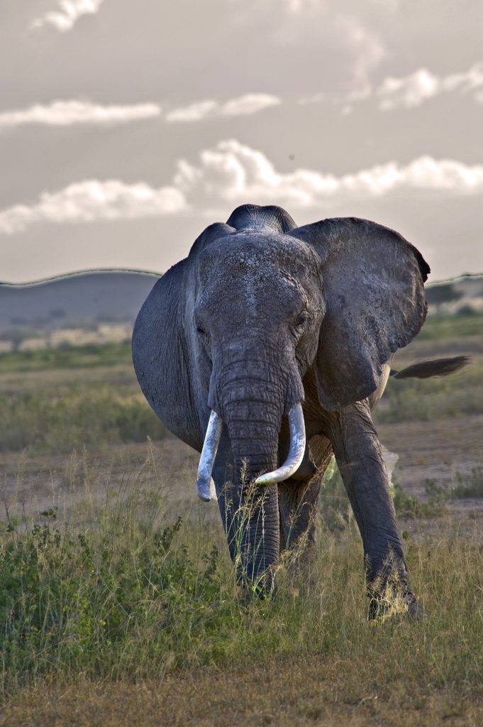 Safari in Kenya & Tanzania (2011)