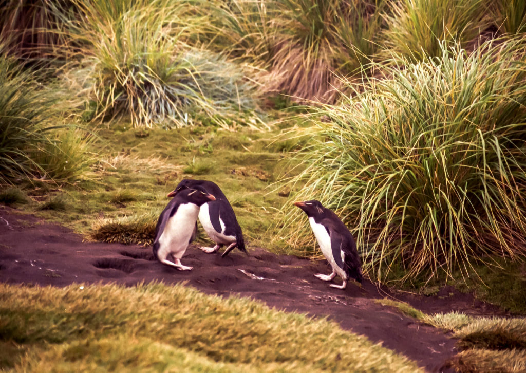 Penguins You May Know