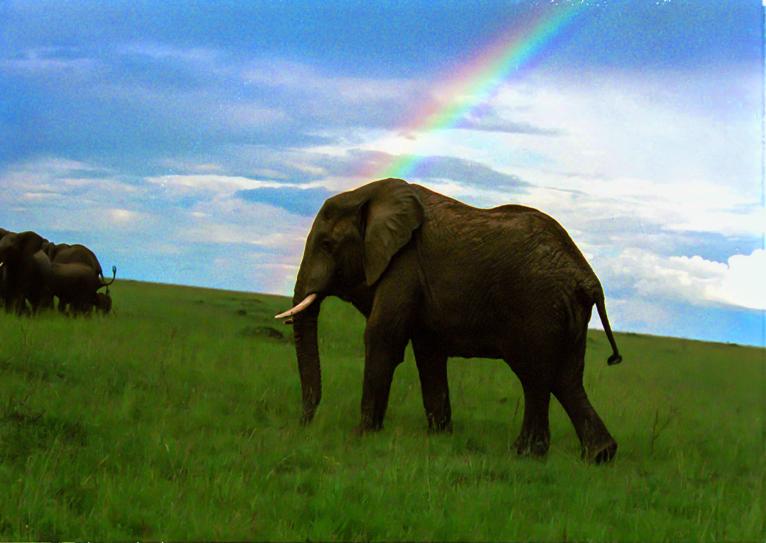 Our First Safari (2002)